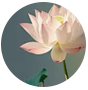 劉姐頭像